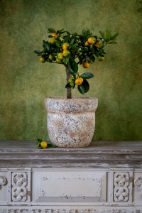 Sirocco old Osłonka betonowa, 6a