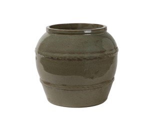 Delia Osłonka pękata 2