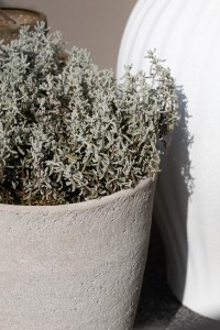 Modern creme Donica B