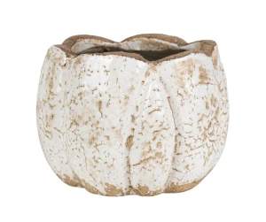 Roma Osłonka pękata 1