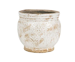 Roma Osłonka pękata 2