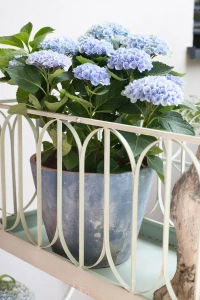 Garden Old Donica antique blue kpl. 3 szt.